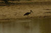 jabiru à l'arrêt, le bec est très coloré...