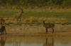 waterbuck