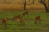 antilopes